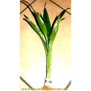1 Bund Dracenae grüner Drachenbaum, Sumpfpflanze