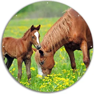 Wallario rundes Outdoor-Poster für Garten oder Balkon, Motiv Pferde auf der Koppel, 60 cm Durchmesser - Grün