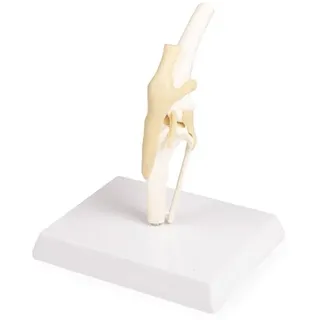 ERLERZIMMER Hundeknie 1 Stück