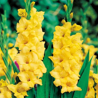 Gladiole Gladiolus Schwertblume Sommerblühende Siegwurze Gelb 5 St. - Gelb