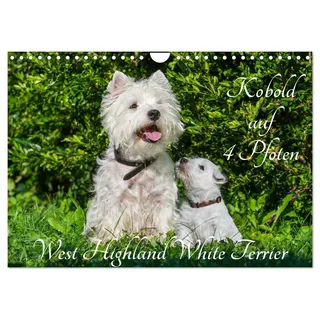 Calvendo Kobold auf 4 Pfoten - West Highland White Terrier (Wandkalender 2026 DIN A4 quer), CALVENDO Monatskalender: West Highland White Terrier begleiten auf bezaubernden Fotos durch das Jahr (CALVENDO Tiere)