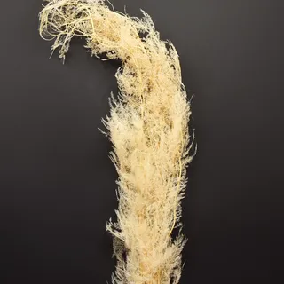 Asparagus Zierspargel Trockenblumen Apricot 90cm 5er Set Deko