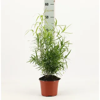 Asparagus falcatus Sicheldorn-Spargel Zierspargel ca. 35 cm, dekorative Pflanze für Garten & Terrasse