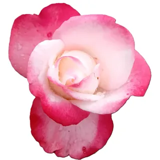Rose Edelrose Nostalgie im großen 7 Liter Topf Duftrose