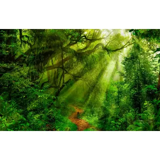 Papermoon "TROPISCHER WALD-BAUM DSCHUNGEL SONNE WEG PALMEN BACH", bunt,