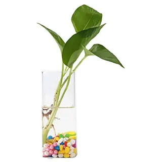 Zerodis Glas Wandvase, Transparente Hängende Blumenvase, 6 Verschiedene Größen, Dekorative Pflanzgefäße für Haus, Garten, Hochzeit