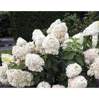 Hydrangea Paniculata 'Phantom' 30-60 cm - Rispenhortensie - cremegelbe Rispenblüten