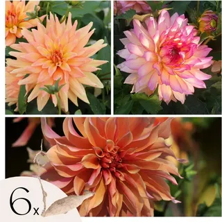 Dahlien - 6er Set - Dahlia 'Labyrinth', 'Labyrint Twotone' - Dahlienknollen - Violett