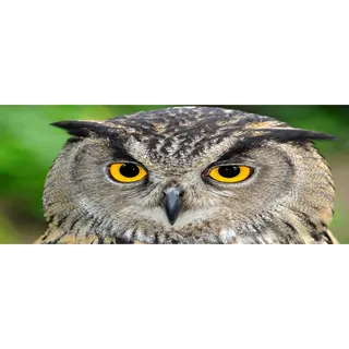 Tulup® Küchenrückwand Spritzschutz aus Glas -125x50 -Spritzschutz auf gehärtetes Glas Deko Tiere Eule
