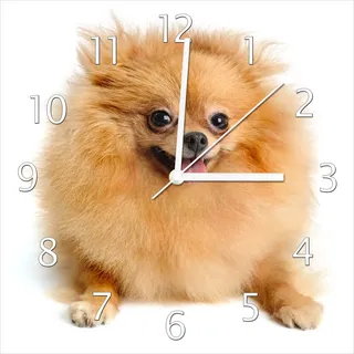 Wallario Design Wanduhr Lustiger niedlicher Spitz aus Echtglas, Größe 30 x 30 cm - Weiß