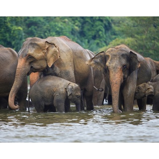 Papermoon Fototapete »ELEFANTEN-HERDE-TIERE AFRIKA SAVANNE SEE FLUSS WALD«, bunt