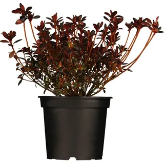 Japanische Azalee Maruschka Rot Höhe ca. 20 - 25 cm Topf-Ø ca. 17 cm