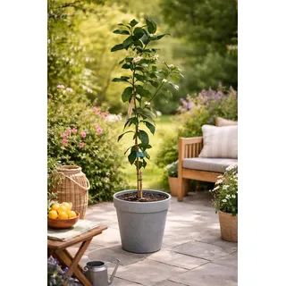 Citrus limon Lunario 120 cm – Echter Zitronenbaum C17 – Vier-Jahreszeiten-Zitrone für Balkon, Terrasse & Garten, ganzjährig fruchtend