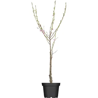 GROW by OBI Bio Pfirsich Red Haven Höhe ca. 80 - 100 cm Topf ca. 7 l