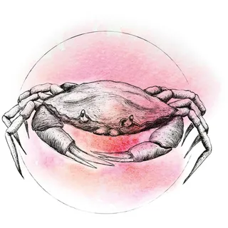 KOMAR Wandbild Crab Watercolor 40 x 50 cm
