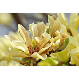 Papermoon Fototapete »Schmetterlinge Magnolie«, bunt