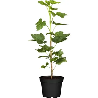 GROW by OBI Rote Johannisbeere Jonkheer van Tets ca. 40 - 60 cm Ribes rubrum