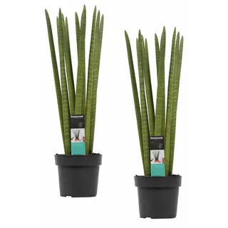 2 Stück Sansevieria Cylindrica Straight ca. 40 cm Bogenhanf Schwiegermutterzunge bessere Raumluft