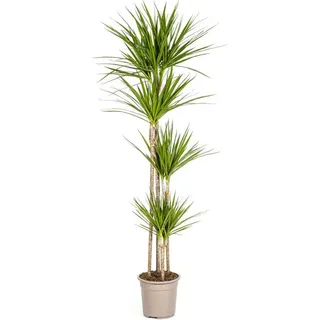 Drachenbaum Dracaena Marginata Green - Große Zimmerpflanze - Ø27cm - 170-190cm - Grün