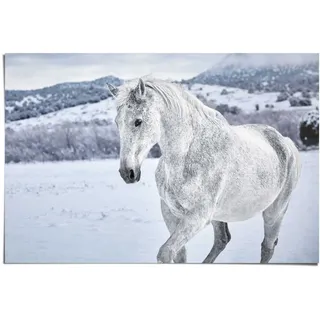 Poster REINDERS "Pferd im Schnee", weiß (farbe bild(er): weiß), B:91,5cm H:61cm, Papier, Bilder, Poster