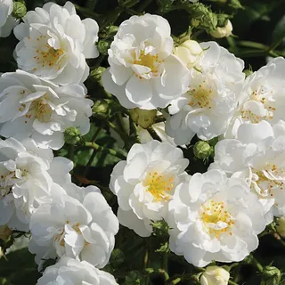 Rosa - Kletternde Rose - Rosa 'Guirlande D'Amour' - Weiß