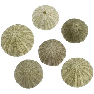UKCOCO Natürliche Seeigel Muscheln für Luftpflanzen: 6 Stück Mini Seeigelschalen Zur Dekoration für DIY-bastelarbeiten Tisch Garten Nautische Deko Heimdekorationen Aquarium-Ornamenten,4-6 cm