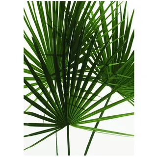 Komar Wandbild | Palmtree Leaves | Poster, Bild, Wohnzimmer, Schlafzimmer, Dekoration, Kunstdruck | ohne Rahmen | P061-30x40 | Größe: 30 x 40 cm (Breite x Höhe)