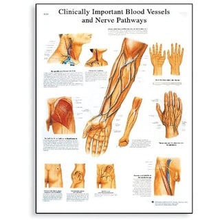 3B Scientific Lehrtafel Clinically IMPORTANT Blood Vessel and Nerve Pathways Gefäße und Nerven, unlaminated