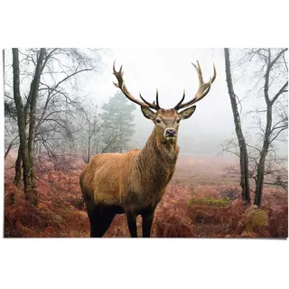 Poster REINDERS "Hirsch im Wald", braun (farbe bild(er): braun), B:91,5cm H:61cm, Papier, Bilder, Poster