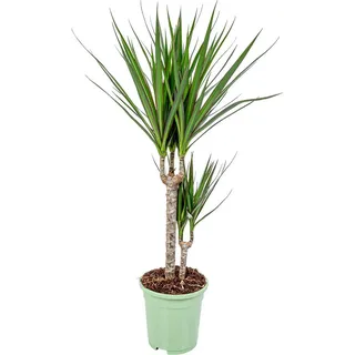 Bloomique - Dracaena Marginata - Drachenbaum - Zimmerpflanzen - Pflegeleicht - Luftreinigend - Höhe 70-80 cm - Topf 17 cm