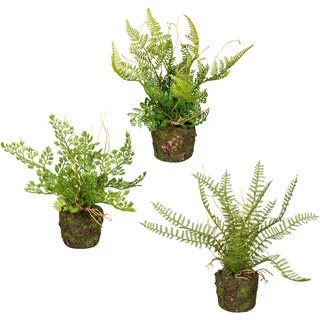 Creativ green Künstliche Zimmerpflanze »Set aus Farnpflanzen auf Wurzelballen« 3er Set, grün