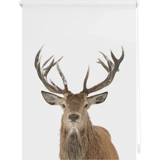 Lichtblick Rollo Klemmfix Motiv Hirsch braun