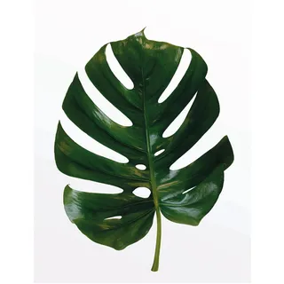 KOMAR Wandbild Monstera Leaf 40 x 50 cm