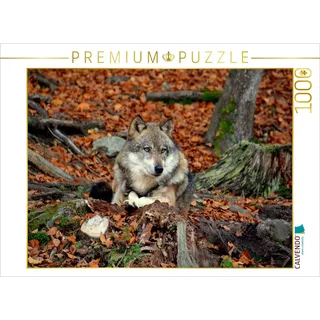 CALVENDO Puzzle Ruhender Wolf | 1000 Teile Lege-Größe 64 x 48 cm Foto-Puzzle für glückliche Stunden