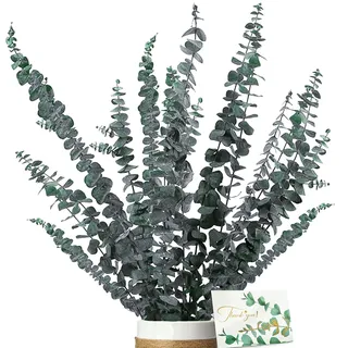 ZJTAPE Eukalyptus Getrocknet - Natürliche Trockenblumen, 16 Stück Enthält Grußkarten, Eukalyptus echt ewig Haltbare Trockenblumen Dekoration für die perfekte Hochzeit、Blumen Arrangements Heim Decor