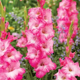 Gladiole Blumenzwiebeln Schwertblume Sommerblühende Siegwurze Violet King 5 St.