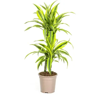 Drachenbaum Dracaena Deremensis Lemon Lime Zimmerpflanze Ø19cm 70-90cm hoch 70cm - Grün