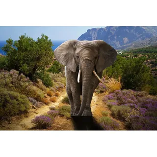 Papermoon "ELEFANT-NATUR AFRIKA SAFARI TIERE ELEFANTEN LANDSCHAFT", bunt,