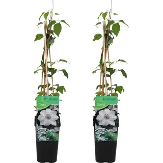 Bloomique - 2er-Set - Clematis Miss Bateman - Waldrebe - Weiß - Kletterpflanzen - Gartenpflanzen - Winterhart - Topf 15 cm - 70-80 cm hoch