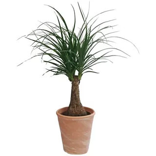 Dominik Blumen und Pflanzen, Elefantenfuß, Beaucarnea recurvata (Syn. Dracena nolina), 1 Pflanze, circa 30 cm, 10,5 cm Topf, 1 Pflanze und Dekotopf terracotta, Zimmerpflanzen, Kübelpflanzen