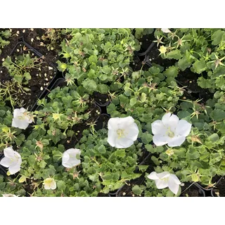 6 xCampanula Carpatica 'White Clips' - Karpatenglockenblume im 9x9 cm Topf