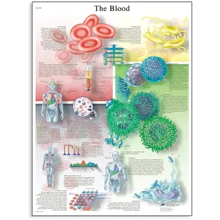 3B Scientific Lehrtaffel - The Blood Chart - Englisch