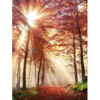 Bönninghoff Leinwandbild »Herbstwald« Wald 1 Stk. tlg. BxH: 46x61 cm, orange