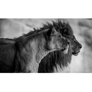 Aluminiumbild , Schwarz, Weiß , Metall, Kunststoff , 118x70 cm , einfache und schnelle Anbringung , Bilder & Rahmen, Bilder, Aluminium-Bilder