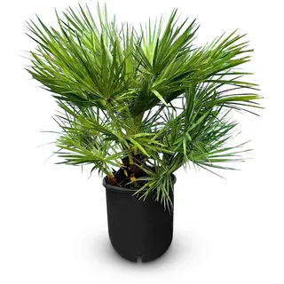 Sunny Tree - Palme - Chamaerops Humilis - Zwergpalme - 80-100 cm - Pflanze - Palme ist für den Innen- und Außenbereich geeignet
