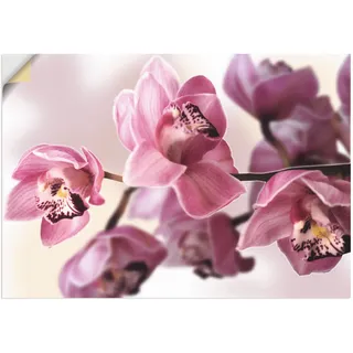ARTland Wandbild »Rosa Orchidee«, Blumenbilder, (1 St.), als Alubild, Outdoorbild, Leinwandbild, Poster, Wandaufkleber pink