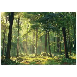 Wallarena Fototapete Wald Natur Vlies Tapete Wohnzimmer Schlafzimmer 350x250 , Grün , Papier , Baum/Pflanze/Natur , Rechteckig , 350x250 cm , FSC 100% ,