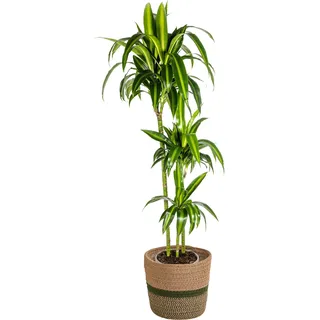 Dracaena Deremensis Hawaiian Sunshine mit Korb – Höhe 130–150cm – Ø24cm – Tropische Zimmerpflanze mit zweifarbigem Laub – Pflegeleicht & luftreinigend für Wohnzimmer & Büro - Gelb, Grün