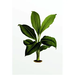 KOMAR Wandbild Elastica Leaf 50 x 70 cm