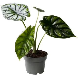 Alocasia Dragon Scale 30-40 cm Elefantenohr Grünpflanze Zimmerpflanze
